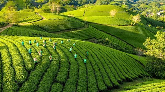 Le Vietnam adopte un plan d’action pour booster la croissance verte en agriculture