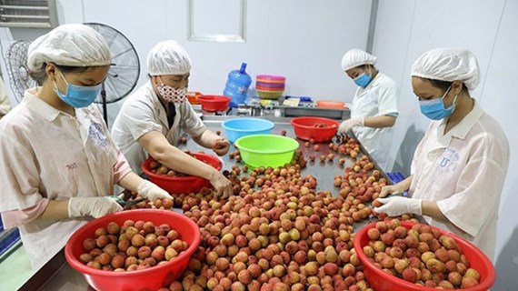 Le respect des normes de qualité conditionne les exportations de fruits