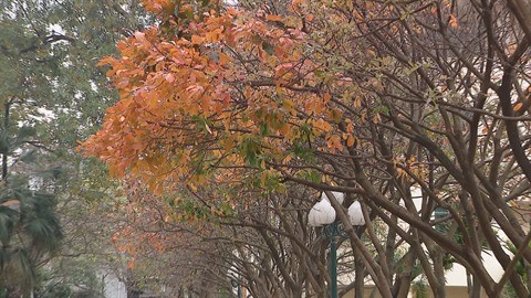 Hanoi a la saison du changement de couleur des feuilles hinh anh 2