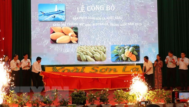 La mangue de Son La est exportee vers des marches exigeants hinh anh 1