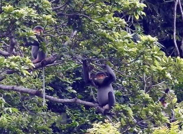 Quang Nam creera une zone de protection de primates en voie de disparition hinh anh 1