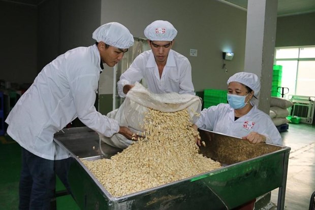 Bond des exportations de la noix de cajou en Chine hinh anh 1