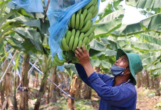 Le Vietnam et la Chine renforcent les echanges commerciaux de produits agricoles hinh anh 1