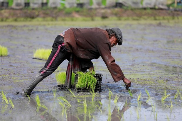 Thailande: les exportations de riz en 2021 pourraient etre pire qu'en 2020 hinh anh 1