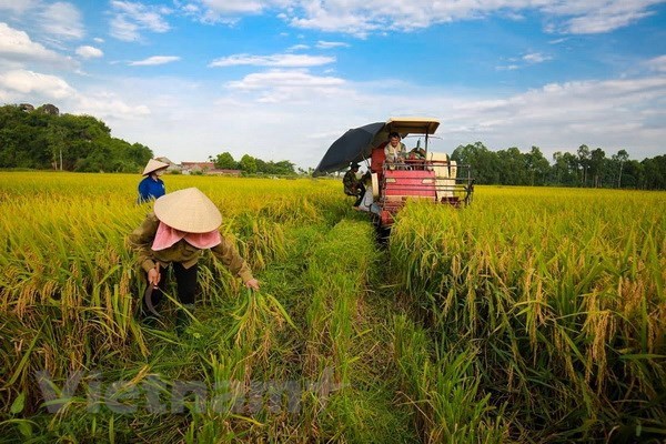 Le developpement agricole et rural toujours au centre des priorites du Parti hinh anh 1