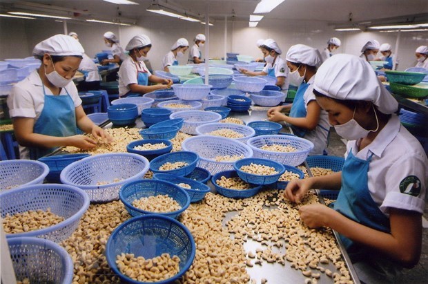 Les exportations de la noix de cajou atteindront l’objectif fixe malgre l’epidemie hinh anh 1
