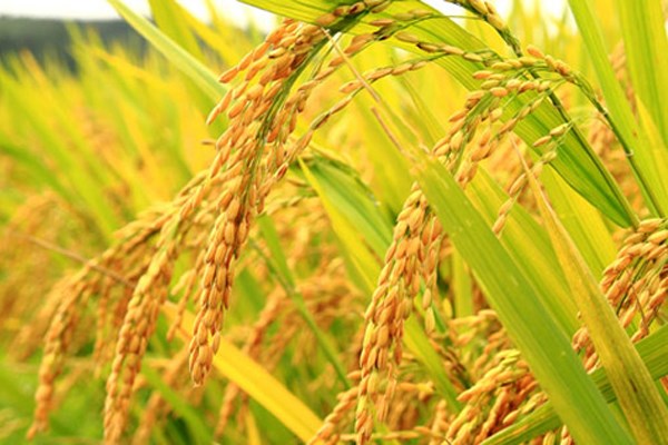 Une application pilote pour identifier des organismes nuisibles sur le riz hinh anh 1