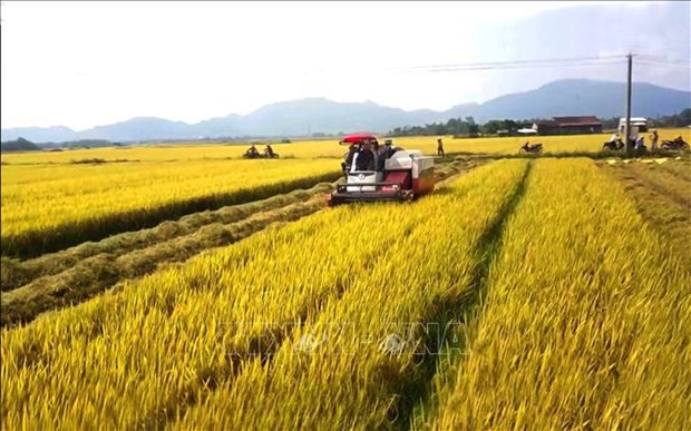 L’agriculture affirme son role de base solide de l'economie hinh anh 1