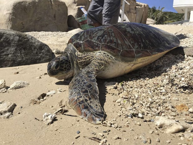 Une grande tortue verte Cheronia mydas a retrouve la mer hinh anh 1