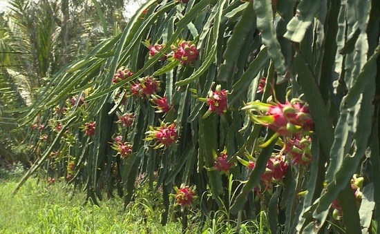 Saisir des opportunites d'exportation de pitaya vietnamien en Australie et en Nouvelle-Zelande hinh anh 1