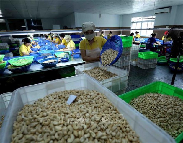 Minimiser les degats pour des exportateurs de noix de cajou dans une affaire de risque de fraude hinh anh 1