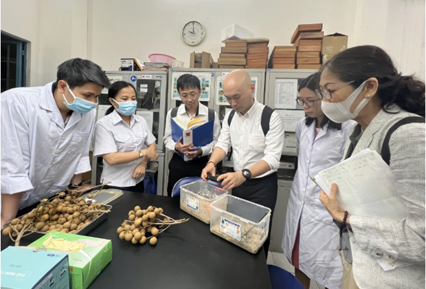 Opportunites pour les exportations de longanes vers le Japon hinh anh 2