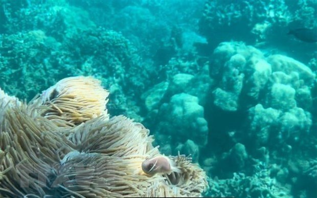 Suspension de la plongee sous-marine pour proteger les recifs coralliens de la baie de Nha Trang hinh anh 1