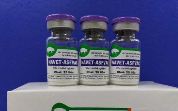 Le Vietnam reussit a produire un vaccin contre la peste porcine africaine hinh anh 1