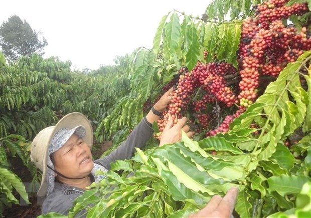Le Bresil invite les entreprises vietnamiennes a participer a la Semaine internationale du cafe hinh anh 1