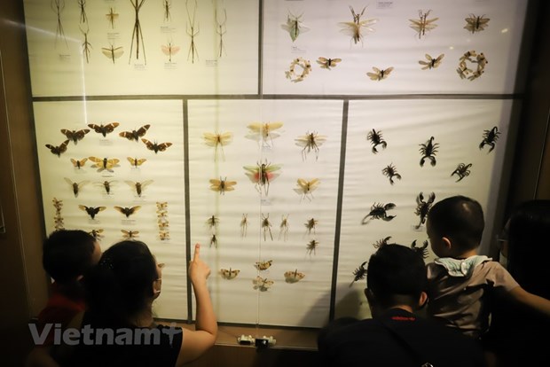 Le Musee de la nature du Vietnam devoile l’epopee de la vie hinh anh 7