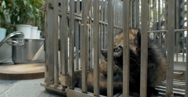 Un film devoile les risques lies a la consommation d'animaux sauvages hinh anh 1