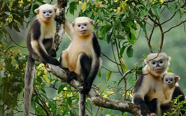 Monkey Day 2022 sensibilise a la conservation des rares rhinopitheques du Tonkin a Ha Giang hinh anh 2