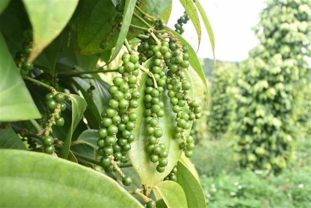 Le Vietnam est le plus grand producteur et exportateur de poivre au monde hinh anh 1