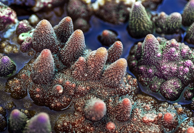 De magnifiques recifs de coraux sur la cote meridionale du Centre hinh anh 1