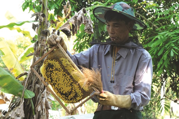 Un veteran de guerre fait fortune grace a l’apiculture hinh anh 1
