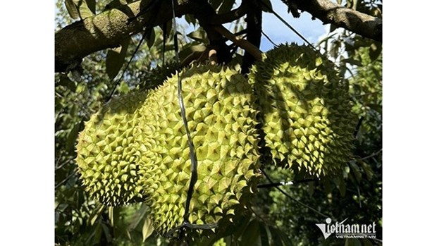 Le durian promet de rapporter des milliards de dollars hinh anh 1
