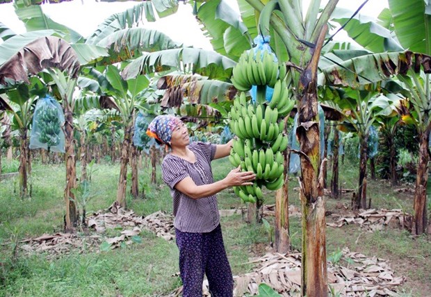 Hung Yen developpe l'economie agricole dans ses zones alluviales hinh anh 1