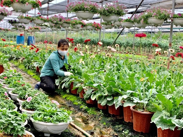 Hung Yen developpe l'economie agricole dans ses zones alluviales hinh anh 2