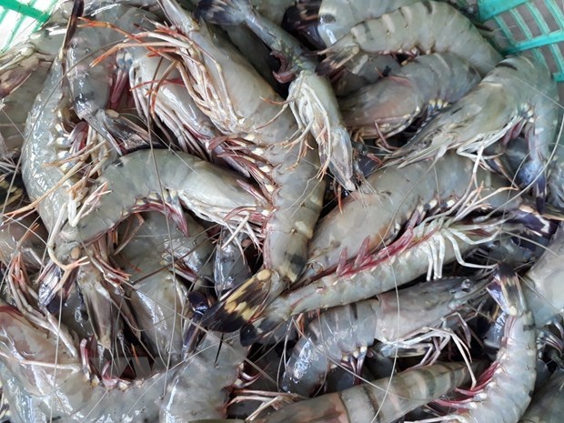 Rebond des exportations nationales de crevettes vers le Japon hinh anh 1