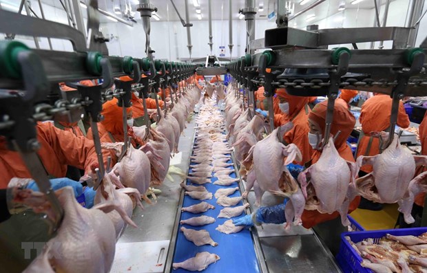 Preparatifs en cours pour exporter de la viande de poulet vers la Russie hinh anh 1