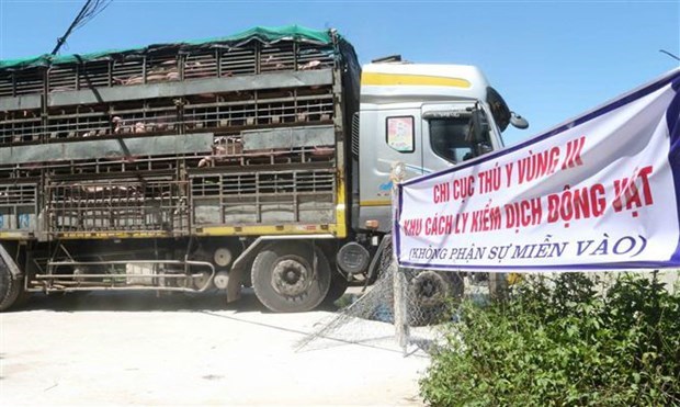 Importation d'un lot de 500 cochons vivants de Thailande hinh anh 1