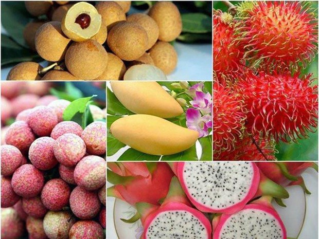 Exportations de fruits et legumes: de belles perspectives cette annee grace aux ALE hinh anh 1