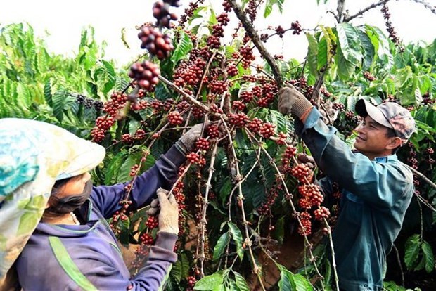 Chute des exportations de cafe vietnamien vers le Royaume-Uni hinh anh 1