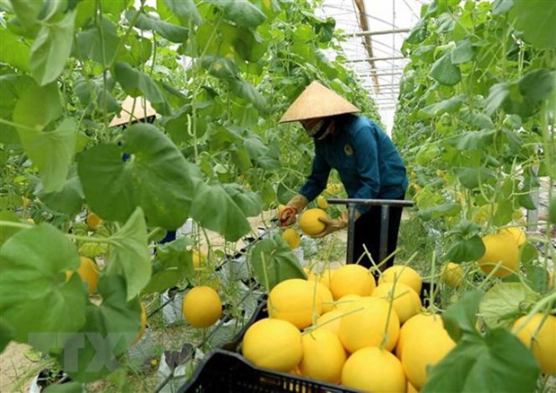 L'Australie et le Vietnam disposent d'opportunites de cooperation dans l'agriculture high-tech hinh anh 1