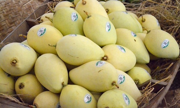 Dong Thap : indicatif regional pour plus de 5.000 hectares de mangues destinees a l'exportation hinh anh 1