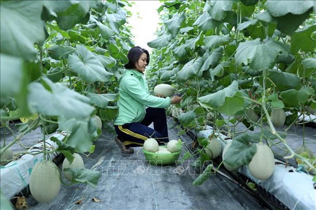Bac Giang se concentre sur l’agriculture de haute technologie hinh anh 1