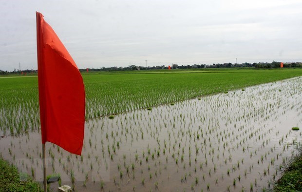 Lancement du projet sur l'amelioration de la chaine de valeur du riz dans le delta du fleuve Rouge hinh anh 1