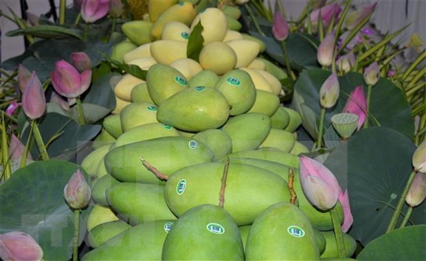 Dong Thap ameliore la qualite de ses mangues destinees a l'exportation hinh anh 1