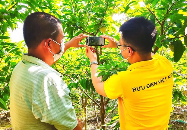 La Poste du Vietnam donne un coup de main aux agriculteurs dans le commerce en ligne hinh anh 2