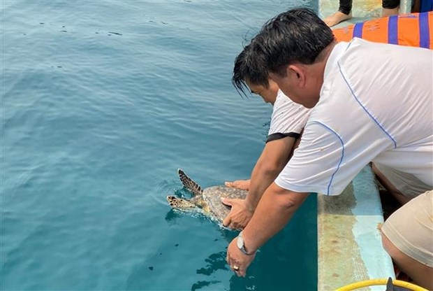 Binh Dinh: une tortue imbriquee relachee dans la mer hinh anh 1