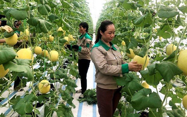 Quang Ninh est determinee a accelerer la transformation numerique dans l'agriculture hinh anh 1