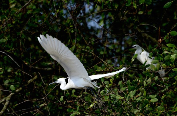 Ben Tre renforce la protection des oiseaux sauvages et migrateurs hinh anh 1