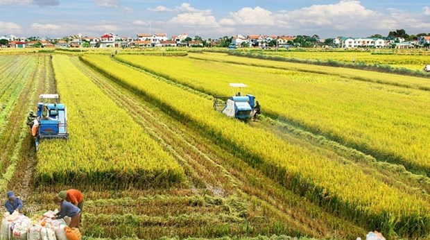 Le delta du Mekong developpe un projet de riz de haute qualite d'un million d'hectares hinh anh 1