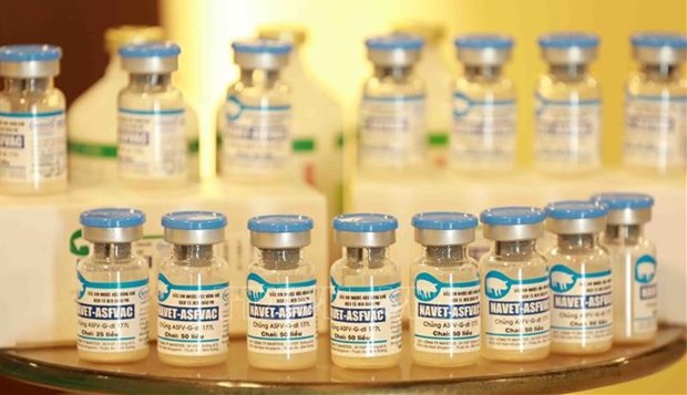Lutte contre la peste porcine africaine : un journal allemand parle du vaccin vietnamien hinh anh 2