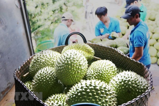 Le Vietnam exporte du durian vers la Chine par les voies officielles hinh anh 2