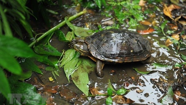 Publication d'un guide sur les tortues terrestres et d'eau douce du Vietnam hinh anh 2