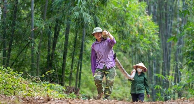 Un projet finance par l'UE promeut la chaine de valeur durable des palourdes et du bambou au Vietnam hinh anh 2
