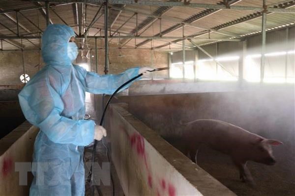 Le Vietnam est capable de produire les vaccins contre la peste porcine africaine hinh anh 1