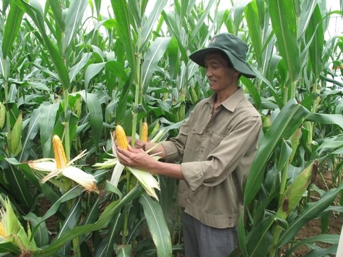 Bayer assiste le Vietnam pour developper l’agriculture high-tech hinh anh 1