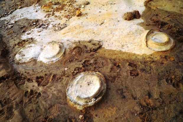 Decouverte de traces d'ammonites fossilisees datees environ 200 millions d’annees a Gia Lai hinh anh 1